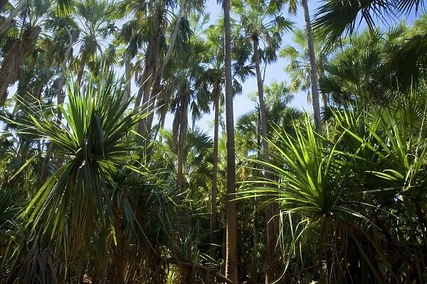 Palm grove - dense forest of cabbage trees and Livistonia Palms sourrounding the thermal pools of Mataranka. One can take a refreshing bath under palms amidst the desert - Mataranka Hot Springs, Elsey National Park, Northern Territory, Australia