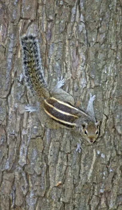Framed Print : Palm Squirrel / Dusky Striped Squirrel; India and Sri Lanka Framed Print : Palm Squirrel / Dusky Striped Squirrel; India and Sri Lanka