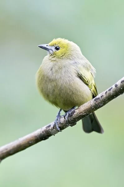 Palm Tanager - on branch - Asa Wright Centre - Trinidad