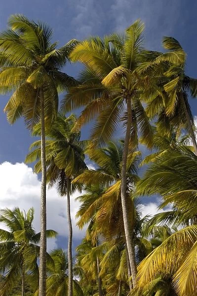 Palm Trees - Group of palm trees on Marigot Bay. St. Lucia, Windward Islands