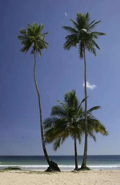 Palm trees on Maracas beach - north coast of Trinidad