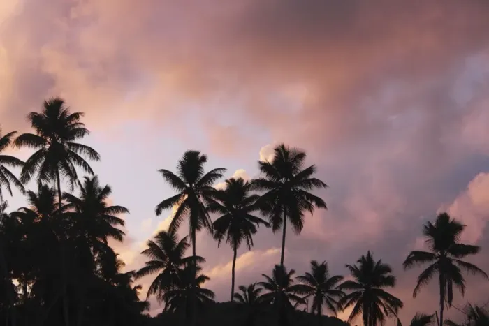 Framed Print : Palm Trees - at sunset - Grande Anse - La Digue - Seychelles