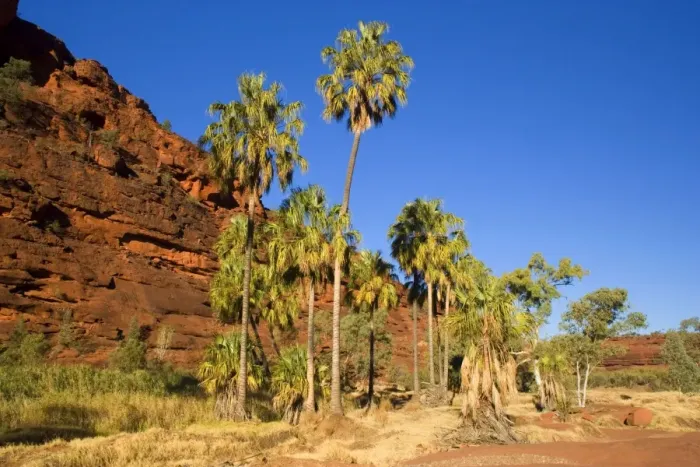Framed Print : Palm Valley - grove of Red Cabbage Palms, also called Livistonia Palms growing in the rocky terrain of the Finke Gorge. The bright green of the palms is constrasting nicely with the gorge's red cliffs and deep blue sky - Palm Valley
