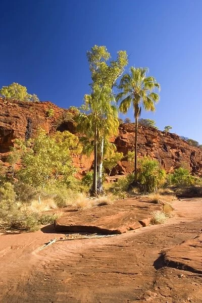 Palm Valley - grove of Red Cabbage Palms, also called Livistonia Palms growing in the rocky terrain of the Finke Gorge. The bright green of the palms is constrasting nicely with the gorge's red cliffs and deep blue sky - Palm Valley