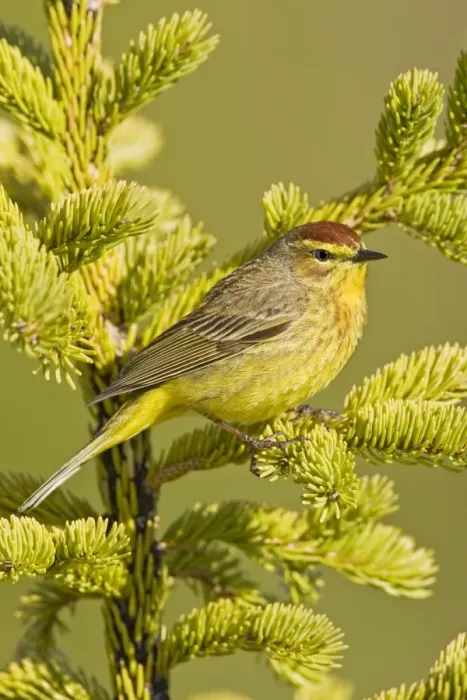 Framed Print : Palm Warbler - Maine USA - May Framed Print : Palm Warbler - Maine USA - May