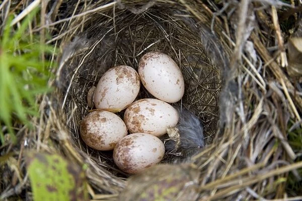 Palm Warbler nest - Maine USA - May