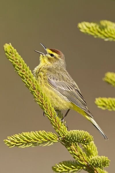 Palm Warbler - Singing - Maine USA - May