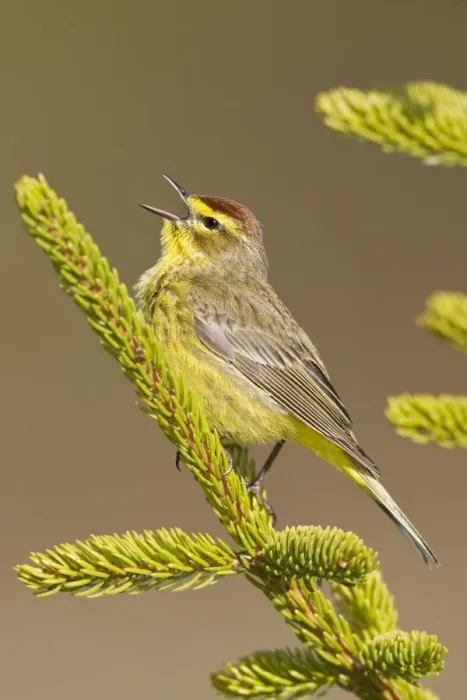 Framed Print : Palm Warbler - Singing - Maine USA - May Framed Print : Palm Warbler - Singing - Maine USA - May