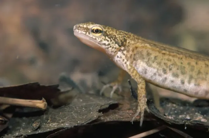 Framed Print : Palmate Newt Framed Print : Palmate Newt