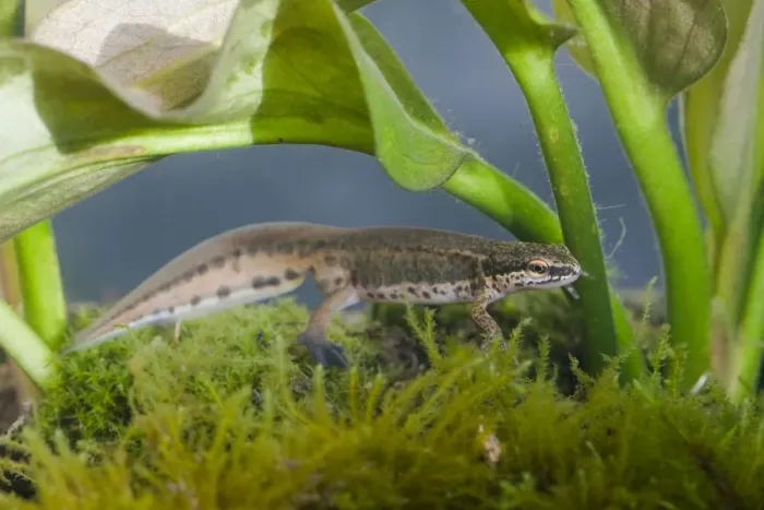 Framed Print : Palmate Newt - Single adult male photographed underwater, Wiltshire, England, UK Framed Print : Palmate Newt - Single adult male photographed underwater, Wiltshire, England, UK