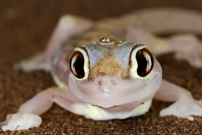 Framed Print : Palmato Gecko - close up of the head with water droplets - Namib Desert - Namibia - Africa Framed Print : Palmato Gecko - close up of the head with water droplets - Namib Desert - Namibia - Africa