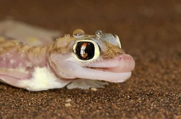 Palmato Gecko - tongue protruding to lick water droplets