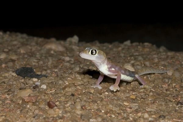 Palmato Gecko  /  Web-footed Gecko At night in Namib Dune Belt Namib Desert, Namibia, Africa