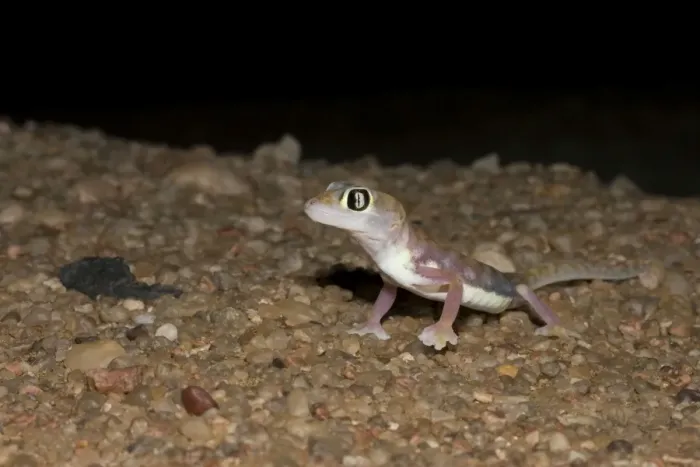 Framed Print : Palmato Gecko / Web-footed Gecko At night in Namib Dune Belt Namib Desert, Namibia, Africa Framed Print : Palmato Gecko / Web-footed Gecko At night in Namib Dune Belt Namib Desert, Namibia, Africa