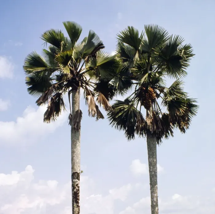 Framed Print : Palmyra Palm Cameroon, Africa Framed Print : Palmyra Palm Cameroon, Africa