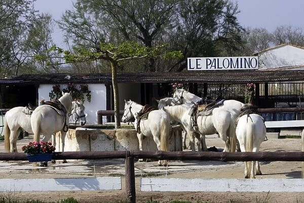 Palomino Camargue Boumian Horses - at central drinking trough - Saintes Maries de la mer - Camargue - Bouches du Rhone - France