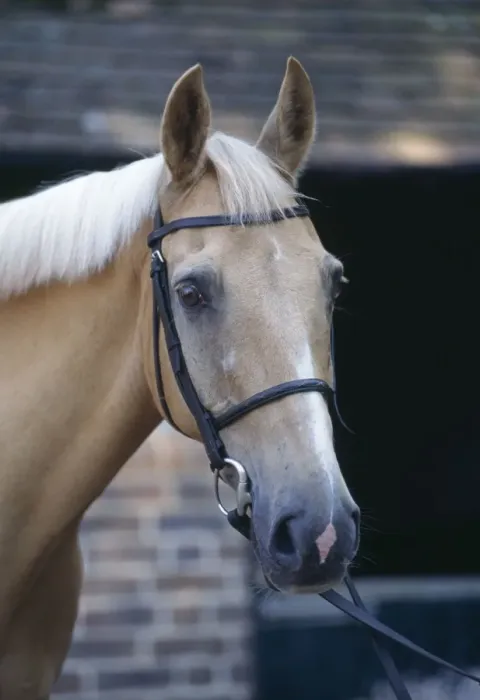 Framed Print : Palomino Horse - At stables Framed Print : Palomino Horse - At stables