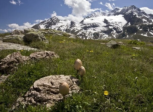 Panaeolus semiovatus - the egghead mottlegill on cow dung at high altitude - Bernina Pass - Swiss Alps