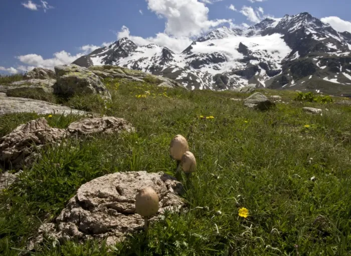 Framed Print : Panaeolus semiovatus - the egghead mottlegill on cow dung at high altitude - Bernina Pass - Swiss Alps Framed Print : Panaeolus semiovatus - the egghead mottlegill on cow dung at high altitude - Bernina Pass - Swiss Alps