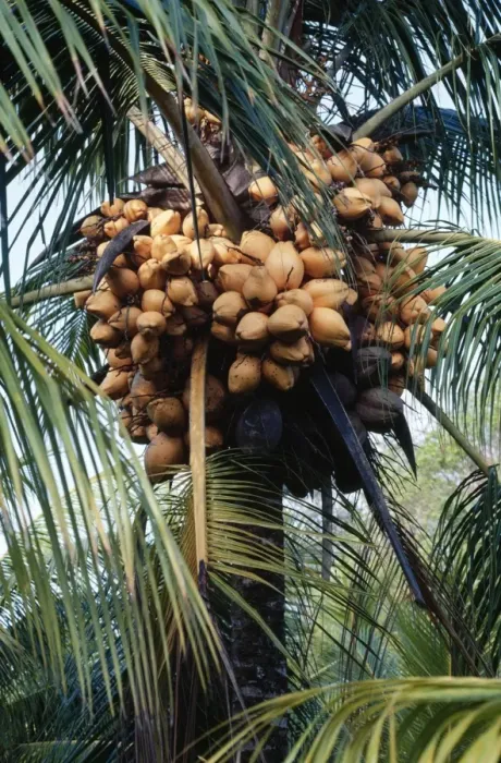 Framed Print : Panama Dwarf Golden Coconut