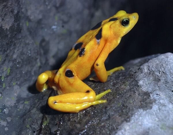 Panamanian Golden Frog - critically endangered species - Central America