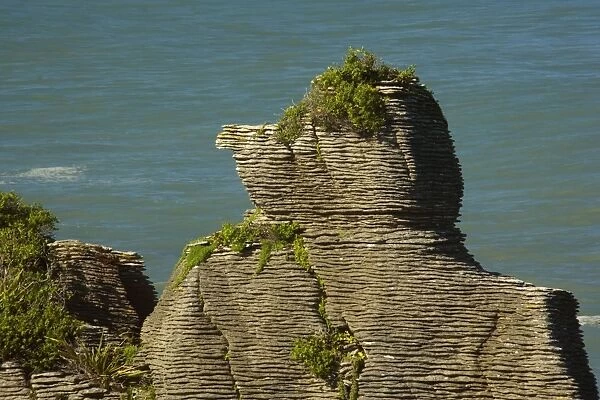 Pancake Rocks famous flat limestone rock formations at Punakaiki in the shape of a man with a cap Paparoa National Park, West Coast, South Island, New Zealand