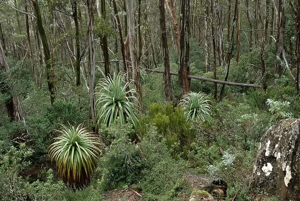 Pandani Mount Field National Park, Tasmania, Australia