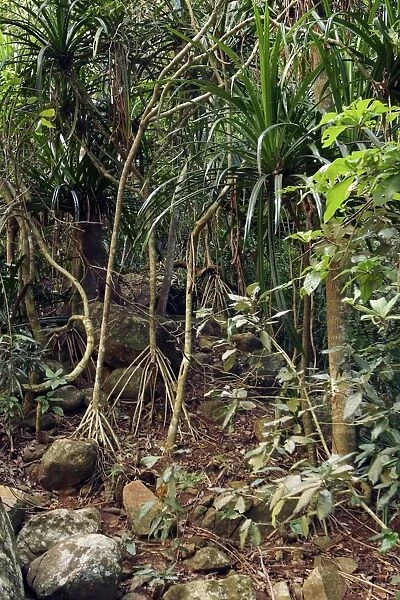 Pandanus sp. Mayotte Island, Indian Ocean