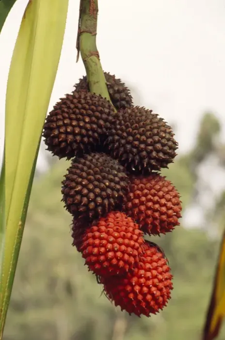 Framed Print : Pandanus Tree / Screw Pine - ripening fruit is red Framed Print : Pandanus Tree / Screw Pine - ripening fruit is red
