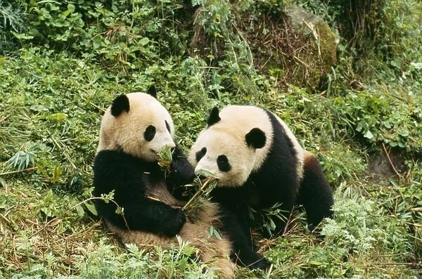 Pandas TOM 100 Two young, feeding, Wolong Nature reserve, China. Ailuropoda melanoleuca © Tom & Pat Lesson  /  ARDEA LONDON