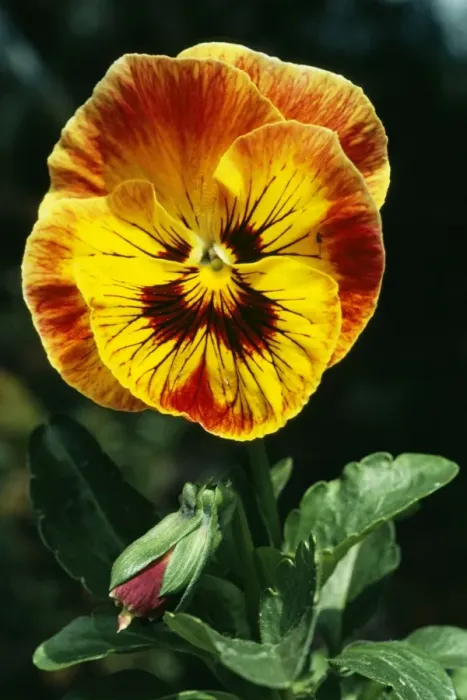 Framed Print : Pansy WW 3504 Viola tricolor hortensis © Wardene Weisser / ARDEA LONDON Framed Print : Pansy WW 3504 Viola tricolor hortensis © Wardene Weisser / ARDEA LONDON