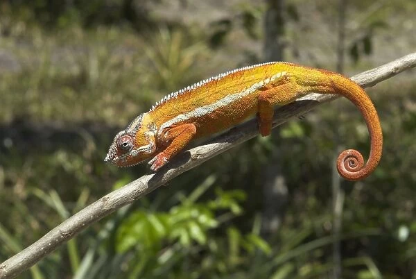 Panther chameleon on branch. North west Madagascar