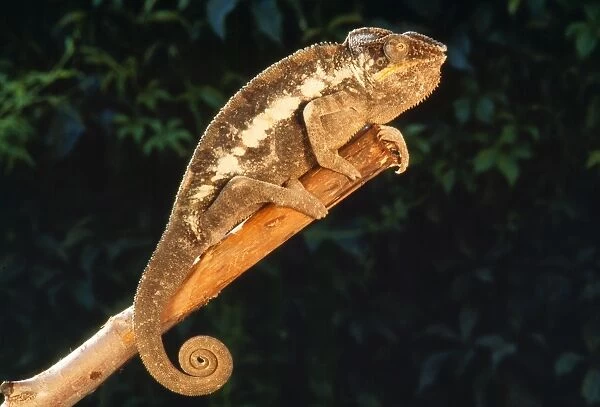 Panther Chameleon Madagascar
