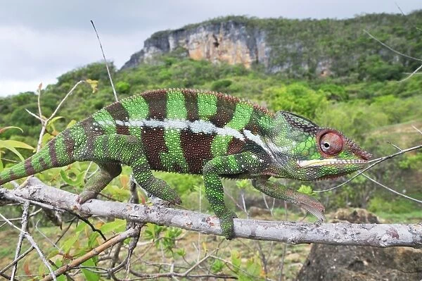 Panther Chameleon - male on branch - Montagne des Francais Reserve - Antsiranana - Northern Madagascar