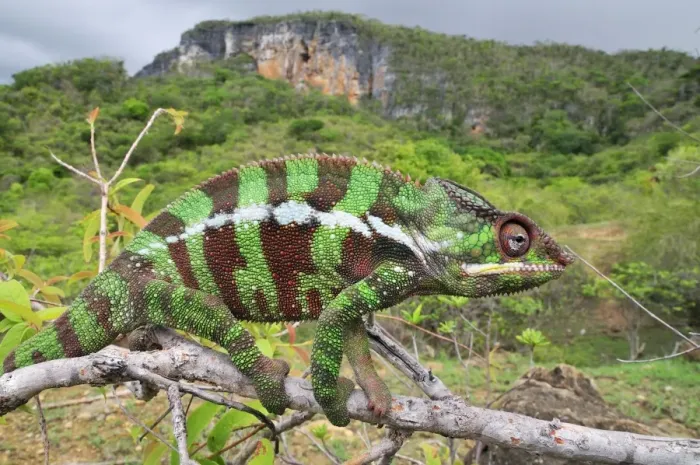 Framed Print : Panther Chameleon - male on branch - Montagne des Francais Reserve - Antsiranana - Northern Madagascar Framed Print : Panther Chameleon - male on branch - Montagne des Francais Reserve - Antsiranana - Northern Madagascar