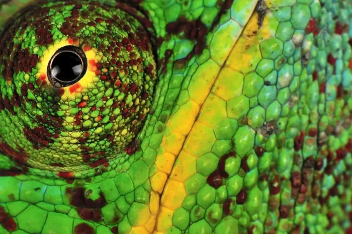 Framed Print : Panther Chameleon - male - close-up of eye and skin - Lokobe Nature Special Reserve - Nosy Be - Northern Madagascar Framed Print : Panther Chameleon - male - close-up of eye and skin - Lokobe Nature Special Reserve - Nosy Be - Northern Madagascar