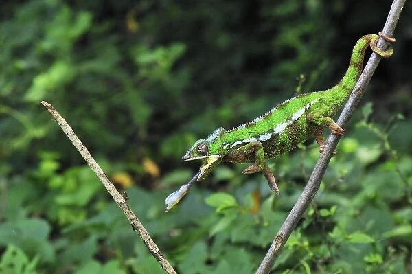 Panther Chameleon - male hunting an insect - Andasibe-Mantadia National Park - Eastern-central Madagascar