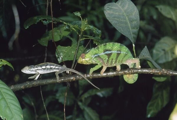 Panther  /  Leopard Chameleon - courting Ankaran Madagascar