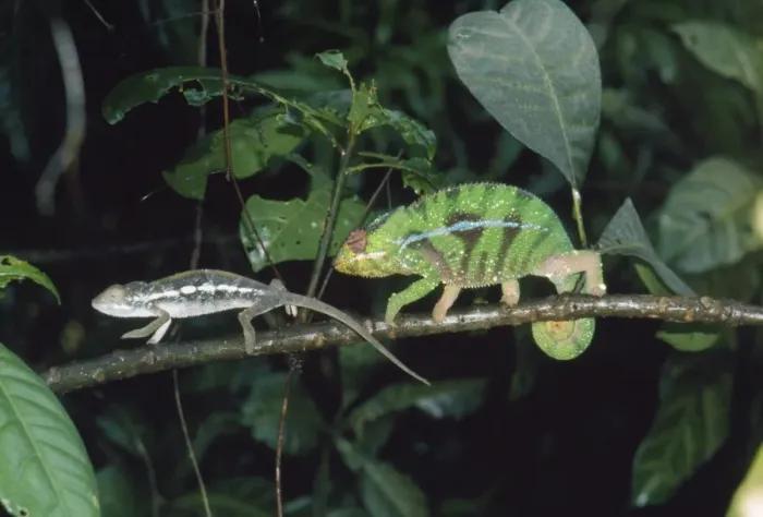 Framed Print : Panther / Leopard Chameleon - courting Ankaran Madagascar Framed Print : Panther / Leopard Chameleon - courting Ankaran Madagascar