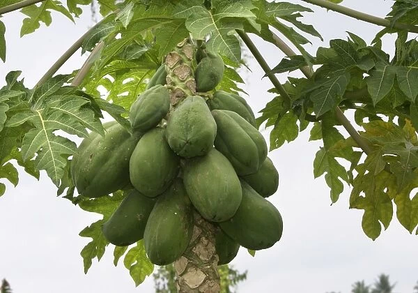 Papaya - fruit on tree Ilanos, Venezuela