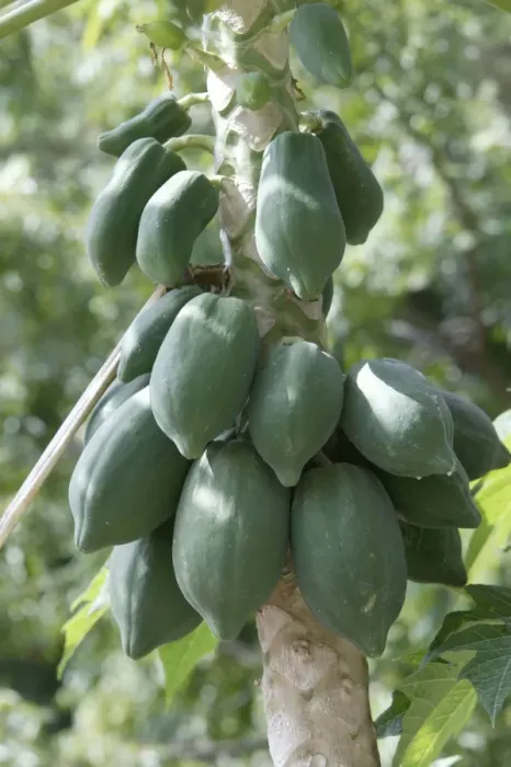 Framed Print : Papaya / Paw Paw - fruit on tree. Kenya, Africa Framed Print : Papaya / Paw Paw - fruit on tree. Kenya, Africa