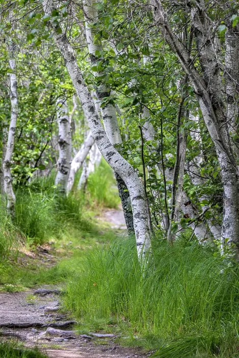 Framed Print : Paper birch trees along pathway in Acadia National Park, Maine, USA Date: 22-06-2021 Framed Print : Paper birch trees along pathway in Acadia National Park, Maine, USA Date: 22-06-2021
