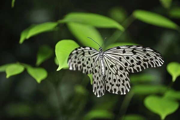 Paper Kite  /  Rice Paper butterfly - Tanjung Puting National Park - Kalimantan - Borneo - Indonesia