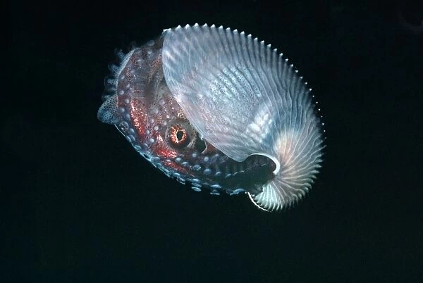 Paper Nautilus - found swimming in 21 meters down a drop off Quatar, Arabian Gulf
