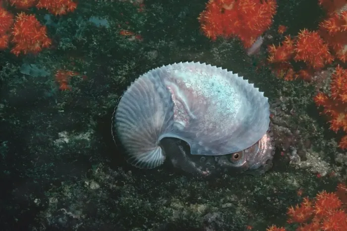 Framed Print : Paper Nautilus - found swimming in 21 meters down a drop off Qatar, Arabian Gulf Framed Print : Paper Nautilus - found swimming in 21 meters down a drop off Qatar, Arabian Gulf
