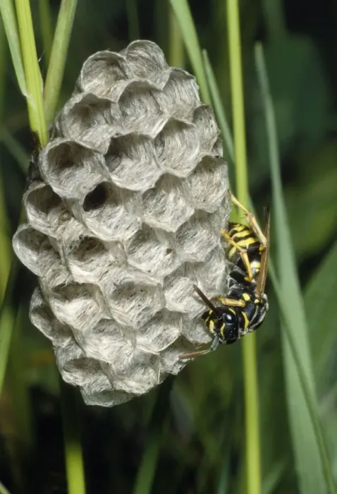 Framed Print : Paper Wasp Framed Print : Paper Wasp