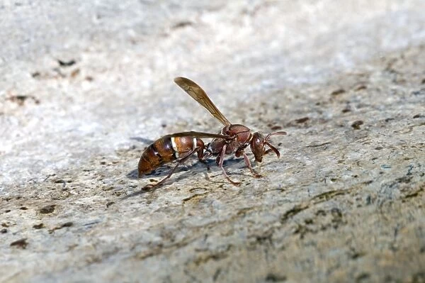 Paper Wasp - drinking water at birdbath. Occurs in eastern areas of southern Africa. Grahamstown, Eastern cape, South Africa