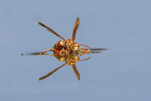 Paper wasp drinking water from surface of pond, Rio Grande Valley, Texas Date: 24-04-2021