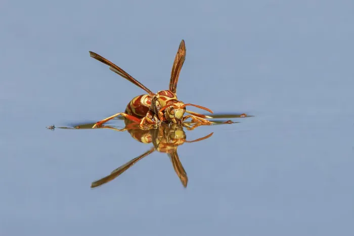 Framed Print : Paper wasp drinking water from surface of pond, Rio Grande Valley, Texas Date: 24-04-2021 Framed Print : Paper wasp drinking water from surface of pond, Rio Grande Valley, Texas Date: 24-04-2021