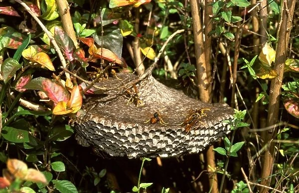 Paper wasp - inverted wine-glass paper nest, often found in gardens, under eaves etc. These wasps have a vicious sting